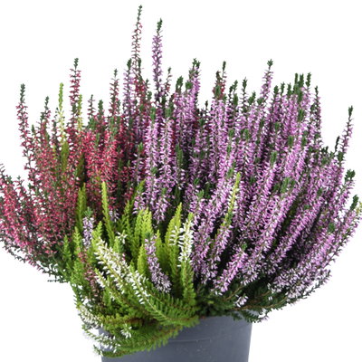 Knospenheide 'Trio', mehrfarbig, Mix zufällig, Topf-Ø 17 cm, 2 Pflanzen Knospenheide 'Trio', mehrfarbig, Mix zufällig, Topf-Ø 17 cm, 2 Pflanzen
