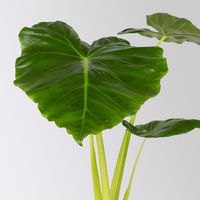 Alocasia 'Lutea', Topf-Ø 17 cm, Höhe ca. 65 cm, 2 Pflanzen