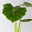 Alocasia 'Lutea', Topf-Ø 17 cm, Höhe ca. 65 cm Alocasia 'Lutea', Topf-Ø 17 cm, Höhe ca. 65 cm
