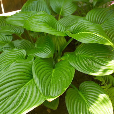 Bio Funkien 'August Moon' hellviolett, Topf 11x11 cm, 3 Pflanzen