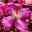 Frühjahrsblühende Waldrebe Clematis montana 'Van Gogh' rosa, Topf 2 L, 2er-Set