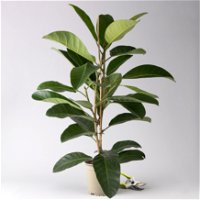 Ficus benghalensis 'Roy', Topf-Ø 21 cm, Höhe ca. 100 cm