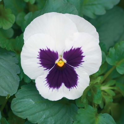 Stiefmütterchen, weiß, Sorte zufällig, Topf-Ø 13 cm, 6 Pflanzen Stiefmütterchen, weiß, Sorte zufällig, Topf-Ø 13 cm, 6 Pflanzen