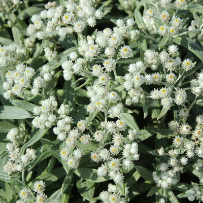 Bio Perlkörbchen 'Silberregen', silbrig weiß, Topf 11x11 cm, 3 Pflanzen Bio Perlkörbchen 'Silberregen', silbrig weiß, Topf 11x11 cm, 3 Pflanzen