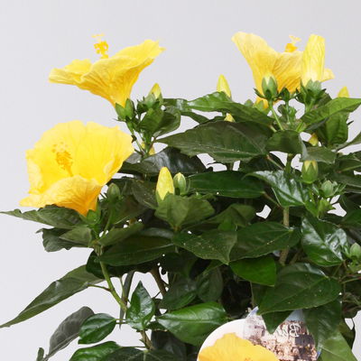 Hibiskus, Farbe zufällig, Busch, Topf-Ø 21 cm, Höhe ca. 50 cm