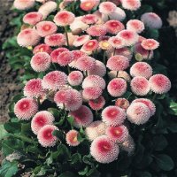 Bellis perennis 'Erdbeer-Sahne' rosa, Topf-Ø 12 cm, 6er-Set