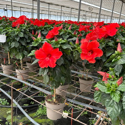 Hibiskus, rot, Stamm, Topf-Ø 17 cm, Höhe ca. 70cm