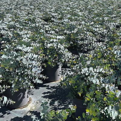 Eukalyptus 'Silver Dollar', Topf-Ø 27 cm