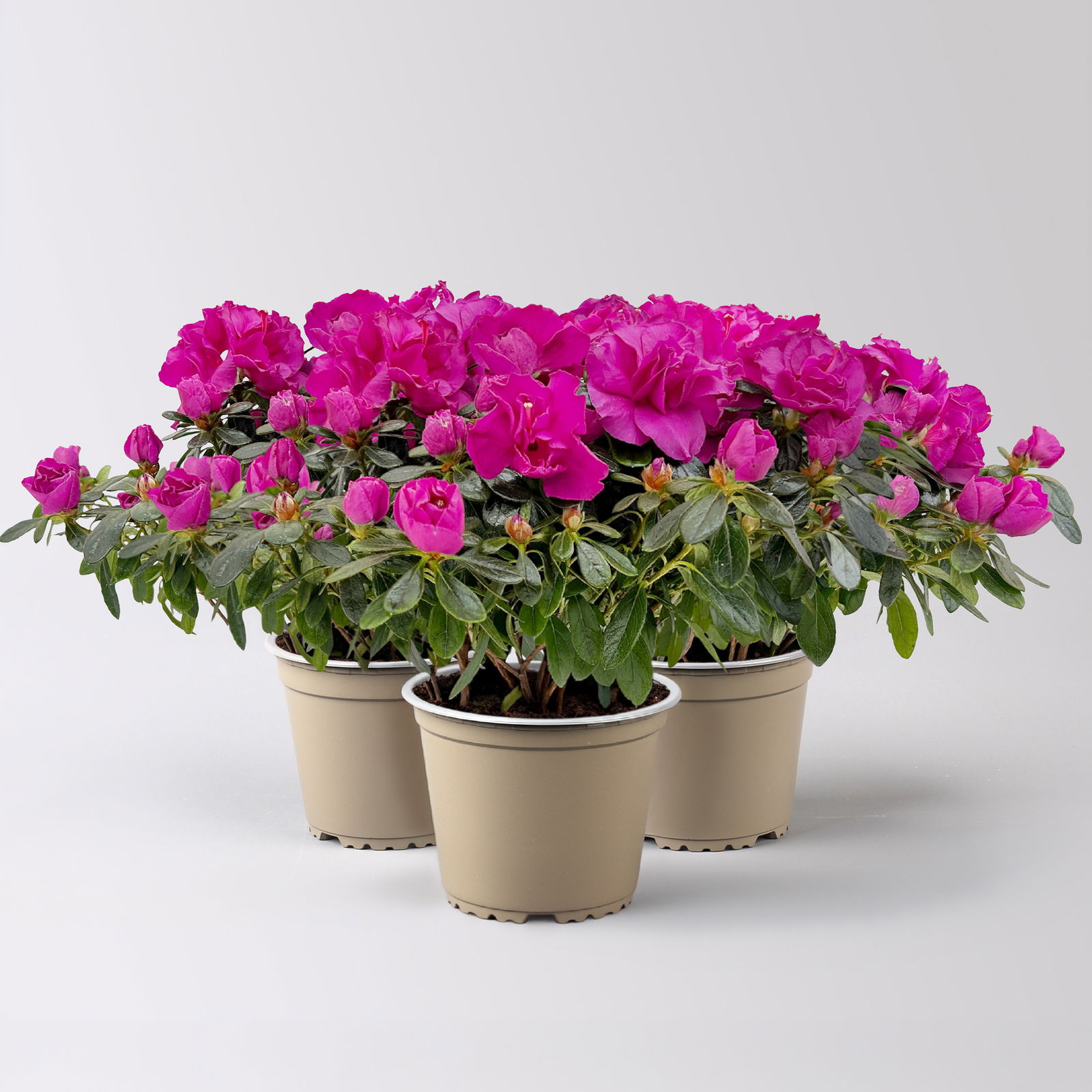 Azalee Hortinno® 'Lady Violet®', lila, Topf-Ø 13 cm, Höhe ca. 25 cm, 3 Pflanzen Azalee Hortinno® 'Lady Violet®', lila, Topf-Ø 13 cm, Höhe ca. 25 cm, 3 Pflanzen