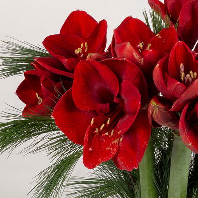 Schnittblumen-Mix aus 5 weihnachtsroten Amaryllis & 5 Seidenkiefer