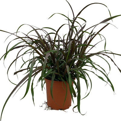 Lampenputzergras 'Vertigo',dunkellaubig, Topf-Ø 19 cm, 2 Stück Lampenputzergras 'Vertigo',dunkellaubig, Topf-Ø 19 cm, 2 Stück