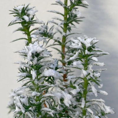 Kegelzypresse 'Top Point', Mini, weiß beschneit, Topf-Ø 6 cm, 6 Pflanzen