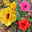Hibiskus, gefüllte Blüte, Farbe zufällig, Topf-Ø 17 cm