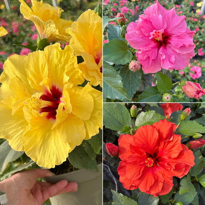 Hibiskus, gefüllte Blüte, Farben zufällig, Topf-Ø 17 cm, 2 Pflanzen