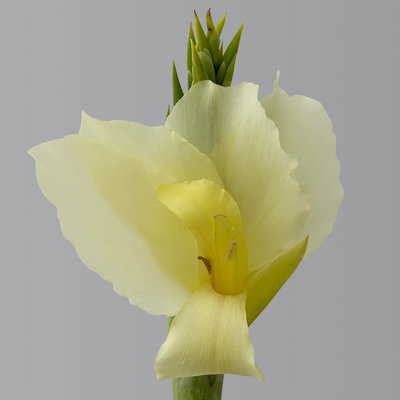 Canna 'Alaska', weiß, Topf-Ø 17 cm, 2 Pflanzen