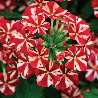 Eisenkraut zweifarbig, Topf-Ø 12 cm, 6 Stück