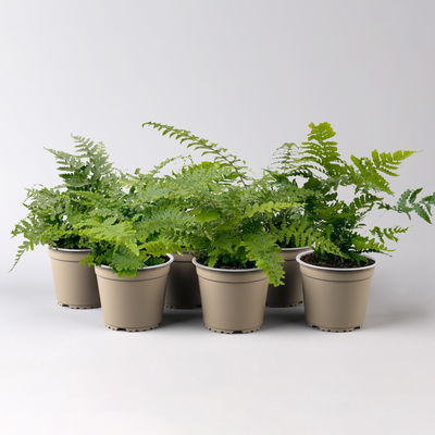 Freilandfarne Mix, Sorte zufällig, Topf-Ø 12 cm, 6er-Set Freilandfarne Mix, Sorte zufällig, Topf-Ø 12 cm, 6er-Set