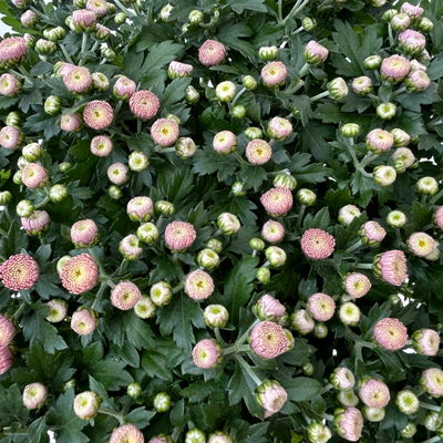 Chrysanthemen, rosa, Topf-Ø 14 cm, 4 Pflanzen Chrysanthemen, rosa, Topf-Ø 14 cm, 4 Pflanzen