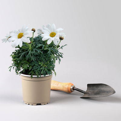 Margerite 'Stella', weiß, Topf-Ø 11 cm, 8 Pflanzen