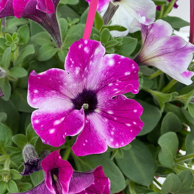 Hängepetunie 'Circus Sky', pink-weiß, Ampeltopf 27 cm Ø mit Wasserspeicher