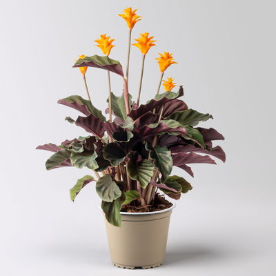 Korbmarante, Goeppertia crocata syn. Calathea, Topf-Ø 14 cm, Höhe ca. 40 cm