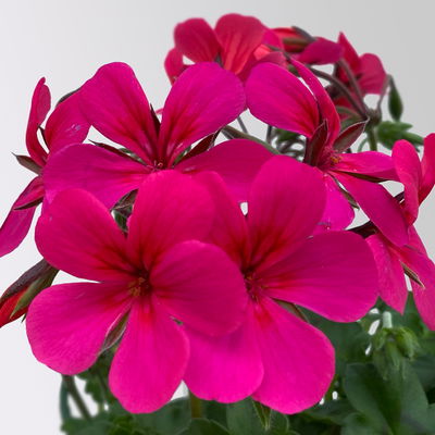 Geranie 'Rainbow Neon Purple', pink, hängend, Topf-Ø 13 cm, 6 Pflanzen Geranie 'Rainbow Neon Purple', pink, hängend, Topf-Ø 13 cm, 6 Pflanzen