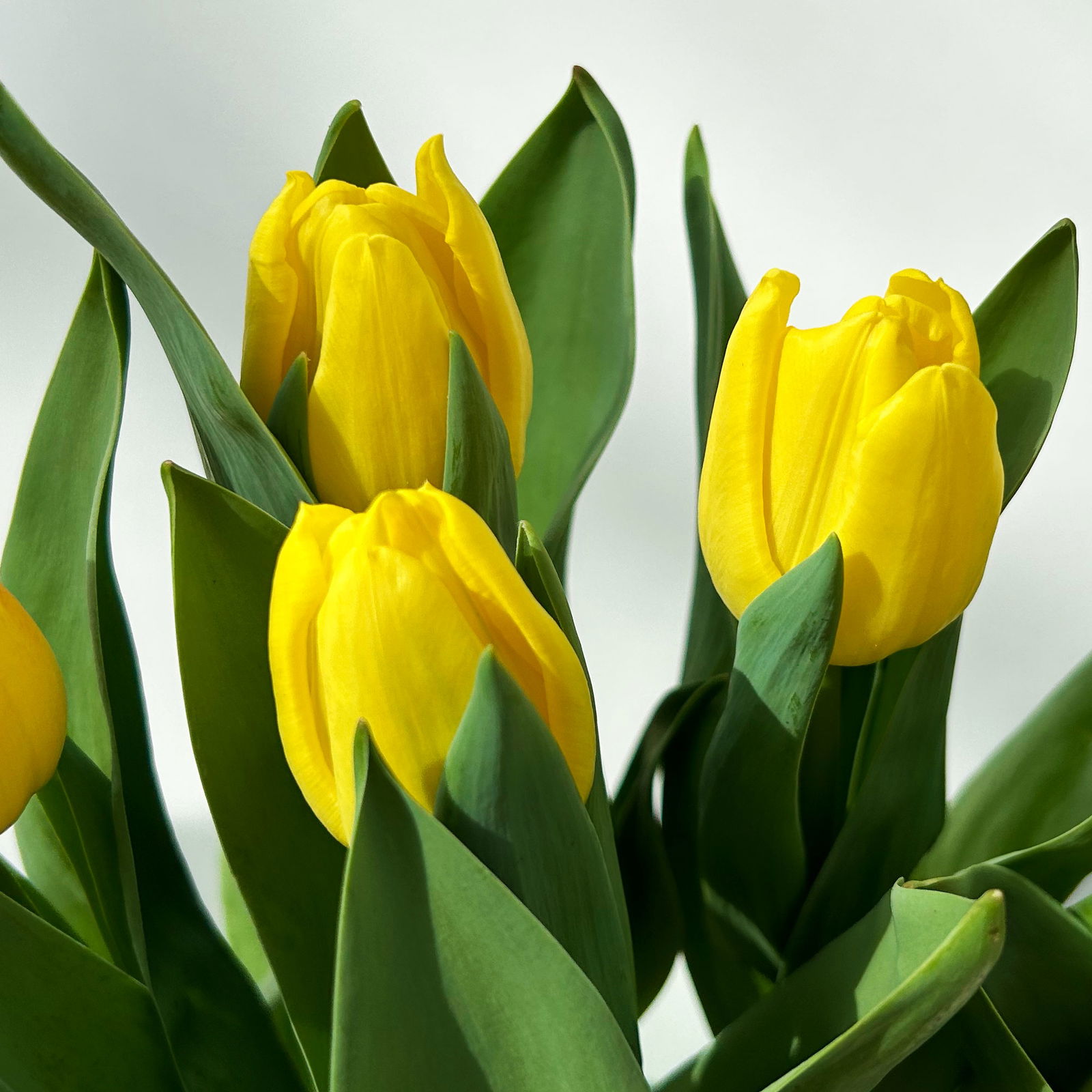 Tulpe gelb-rot, vorgetrieben, Topf-Ø 15 cm, 3 Pflanzen