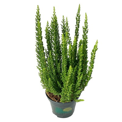 Besenheide SKYLINE®, Mischung zufällig, Topf-Ø 6,5 cm, 12 Pflanzen Besenheide SKYLINE®, Mischung zufällig, Topf-Ø 6,5 cm, 12 Pflanzen