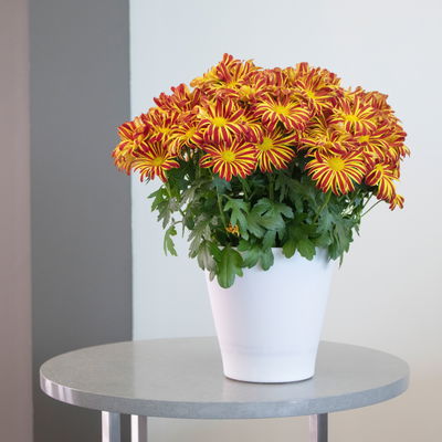 Chrysanthemen 'Rainbow Circus', rot-gelb gestreift Topf-Ø 14 cm, 4 Pflanzen Chrysanthemen 'Rainbow Circus', rot-gelb gestreift Topf-Ø 14 cm, 4 Pflanzen