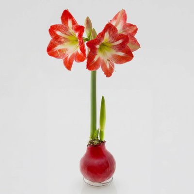 Amaryllis in Wachs XL, Dekor 'Basic Red Burgundy', Blüte rot-weiß Amaryllis in Wachs XL, Dekor 'Basic Red Burgundy', Blüte rot-weiß