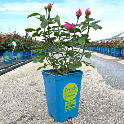 Englische Rose 'Gertrude Jekyll' (Ausbord) David Austin, rosa, Topf 5 Liter