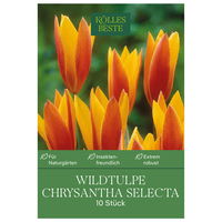 Wildtulpen Chrysantha Selecta orange/gelb, 10 Blumenzwiebeln