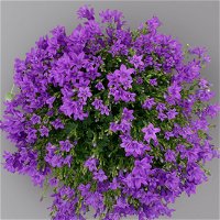 Glockenblume 'Ambella® Purple' lilablau, Topf-Ø 15 cm, 3er-Set