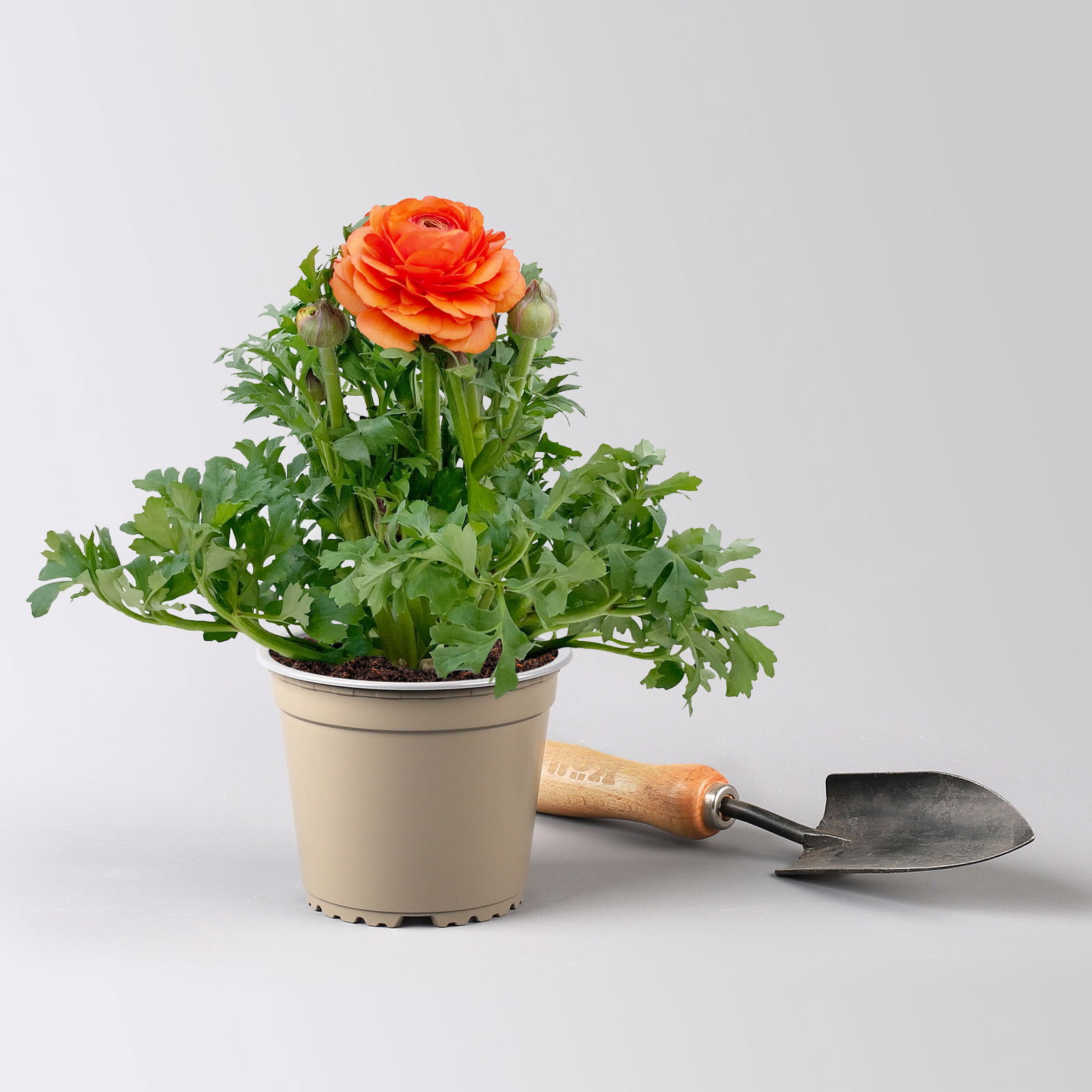 Ranunkel, orange, Topf-Ø 13 cm, 6 Pflanzen