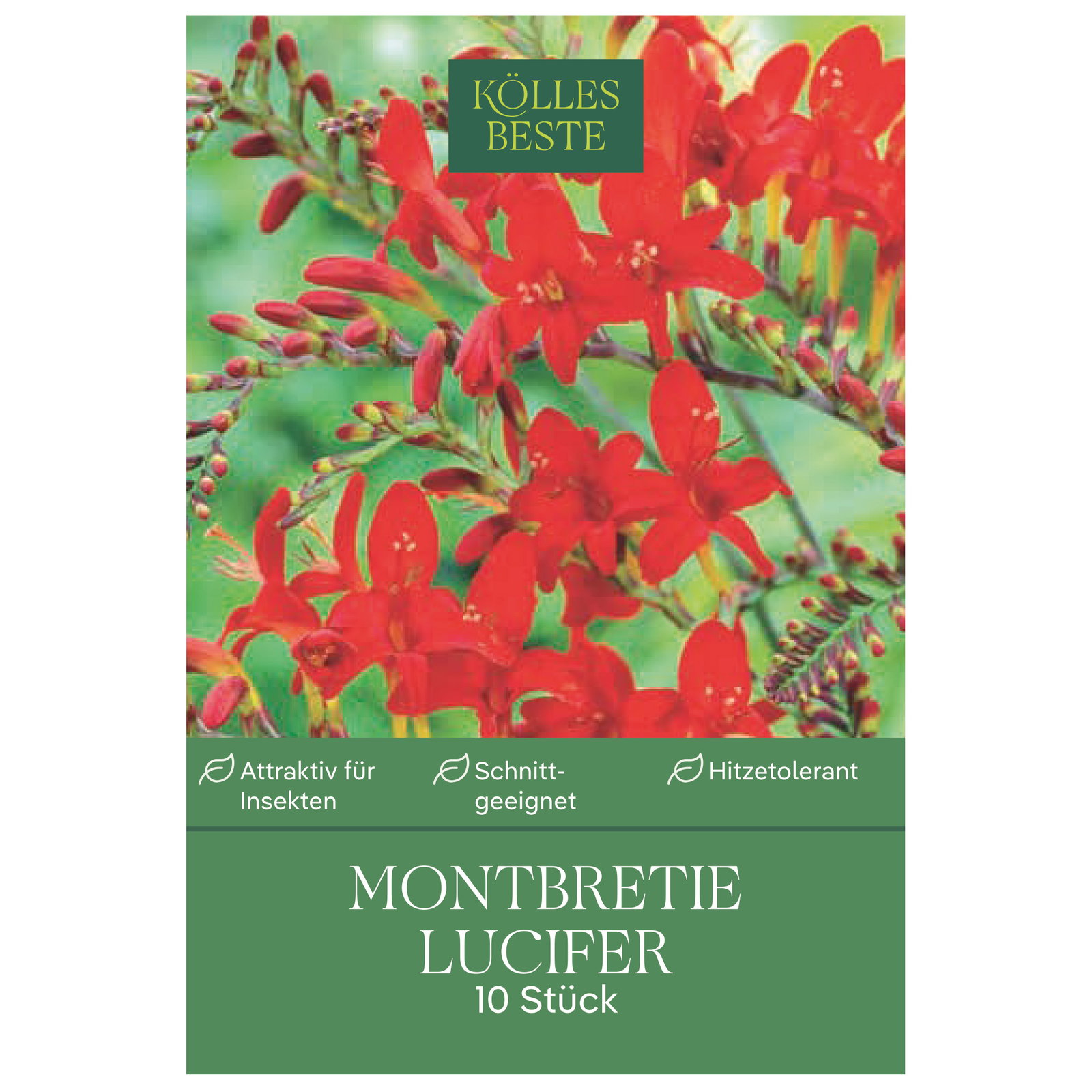Kölles Beste Montbretia Lucifer rot, 10 Blumenknollen