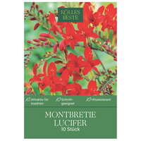 Kölles Beste Montbretia Lucifer rot, 10 Blumenknollen