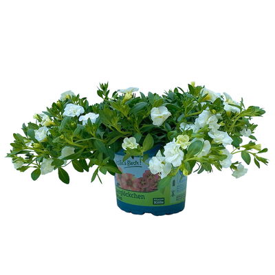 Zauberglöckchen 'Uno Double White' weiß, gefüllt, Topf-Ø 13 cm, 6 Pflanzen