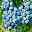 Heidelbeere 'Bluejay', Höhe ca. 30-40 cm, Topf 23 cm