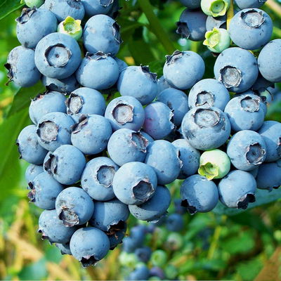 Heidelbeere 'Bluejay', Höhe ca. 30-40 cm, Topf 23 cm