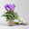 Alpenveilchen 'Exclusive® Dragon Blue', lila, Topf-Ø 10,5 cm, 3 Pflanzen