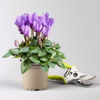 Alpenveilchen 'Exclusive® Dragon Blue', lila, Topf-Ø 10,5 cm, 3 Pflanzen