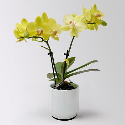 Mini-Phalaenopsis mit Keramiktopf, gelb, Topf-Ø 7 cm, 2 Pflanzen Mini-Phalaenopsis mit Keramiktopf, gelb, Topf-Ø 7 cm, 2 Pflanzen