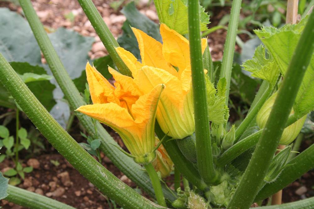 Zucchini Blüte Zucchini Blüte