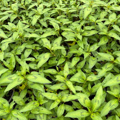 Vietnamesischer Koriander, Kölle Bio, 12cm Topf Vietnamesischer Koriander, Kölle Bio, 12cm Topf