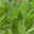 Sunny Herbs® Salbei kleinblättrig, violettblau, Topf-Ø 14cm, 4 Pflanzen