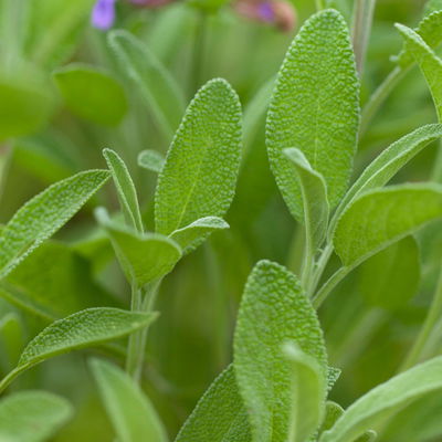 Sunny Herbs® Salbei kleinblättrig, violettblau, Topf-Ø 14cm, 4 Pflanzen