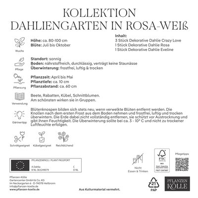 Kölles Beste Dahlien-Kollektion Dahliengarten rosa-weiß, 5 Blumenknollen