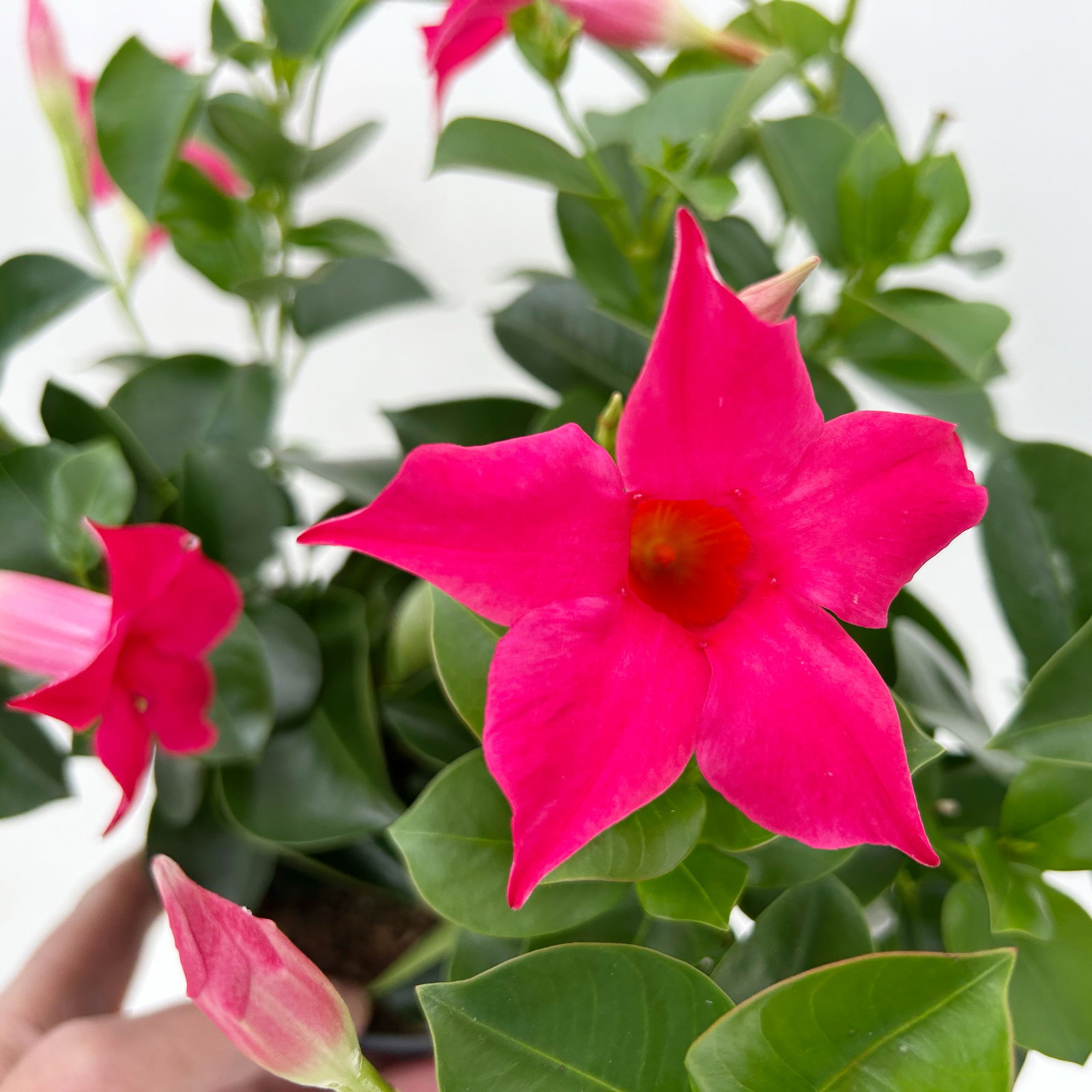 Dipladenie, pink, Topf-Ø 14 cm, 4 Pflanzen Dipladenie, pink, Topf-Ø 14 cm, 4 Pflanzen