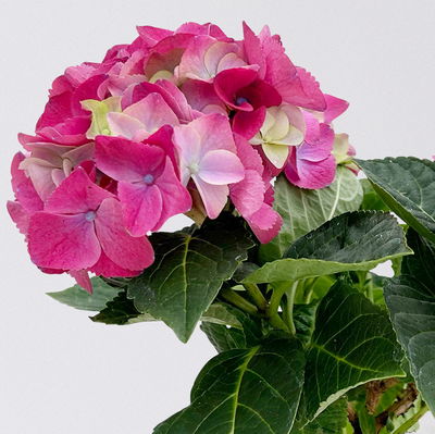 Hortensie 'Ningbo Côte D'Azur' lilablau, Topf-Ø 10 cm, 2er-Set