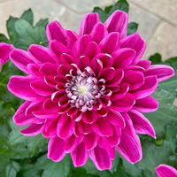 Chrysantheme 'Chrysanne® Zembla' lila, großblumig, Topf-Ø 17cm, 2 Stück